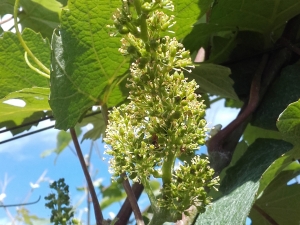 Champagne Jacques SONNETTE - La floraison des grappes de raisins