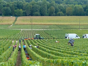 Champagne Jacques SONNETTE - Les vendanges