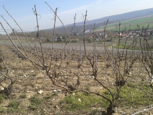 Champagne Jacques SONNETTE - La taille